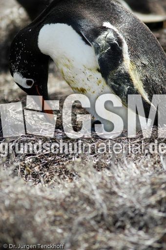 Eselspinguin (19 von 97).jpg